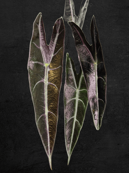 Alocasia Longiloba 'Purple'