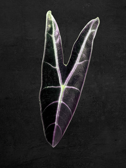 Alocasia Longiloba 'Purple'