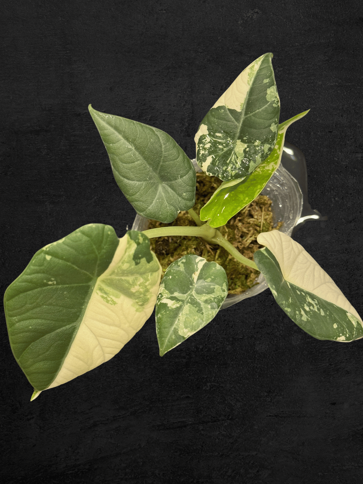 Alocasia Maharani Albo Variegated
