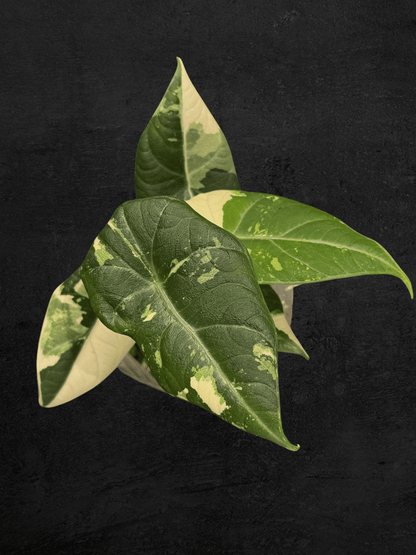 Alocasia Maharani Albo Variegated