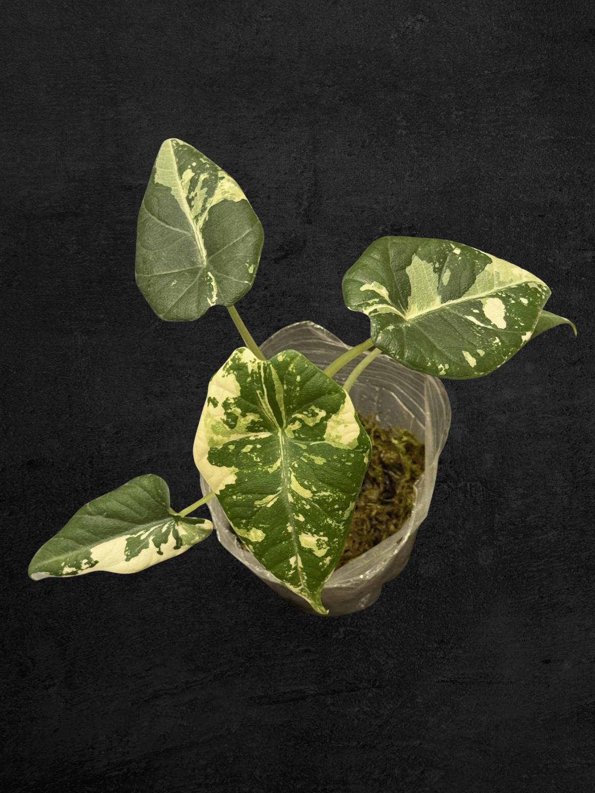 Alocasia Maharani Albo Variegated