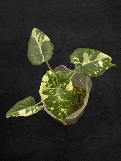 Alocasia Maharani Albo Variegated