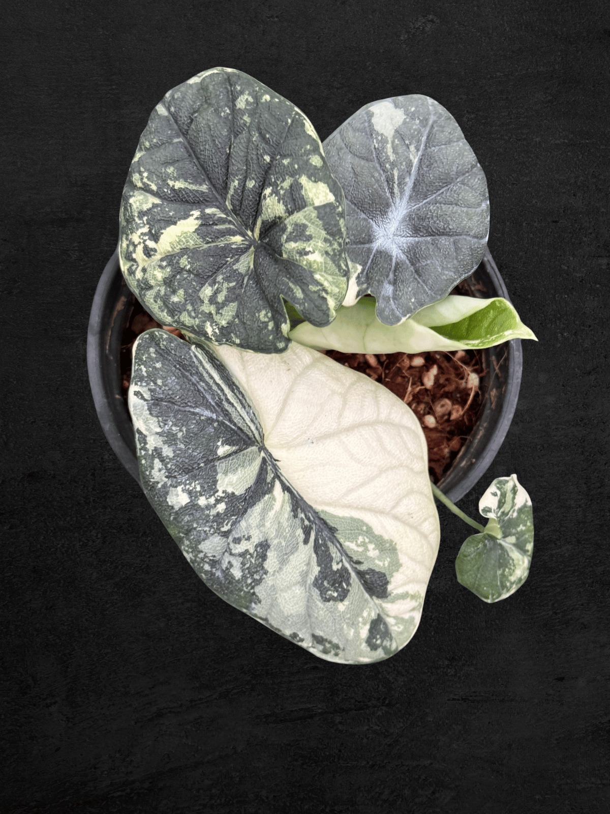 Alocasia Melo Albo Variegated