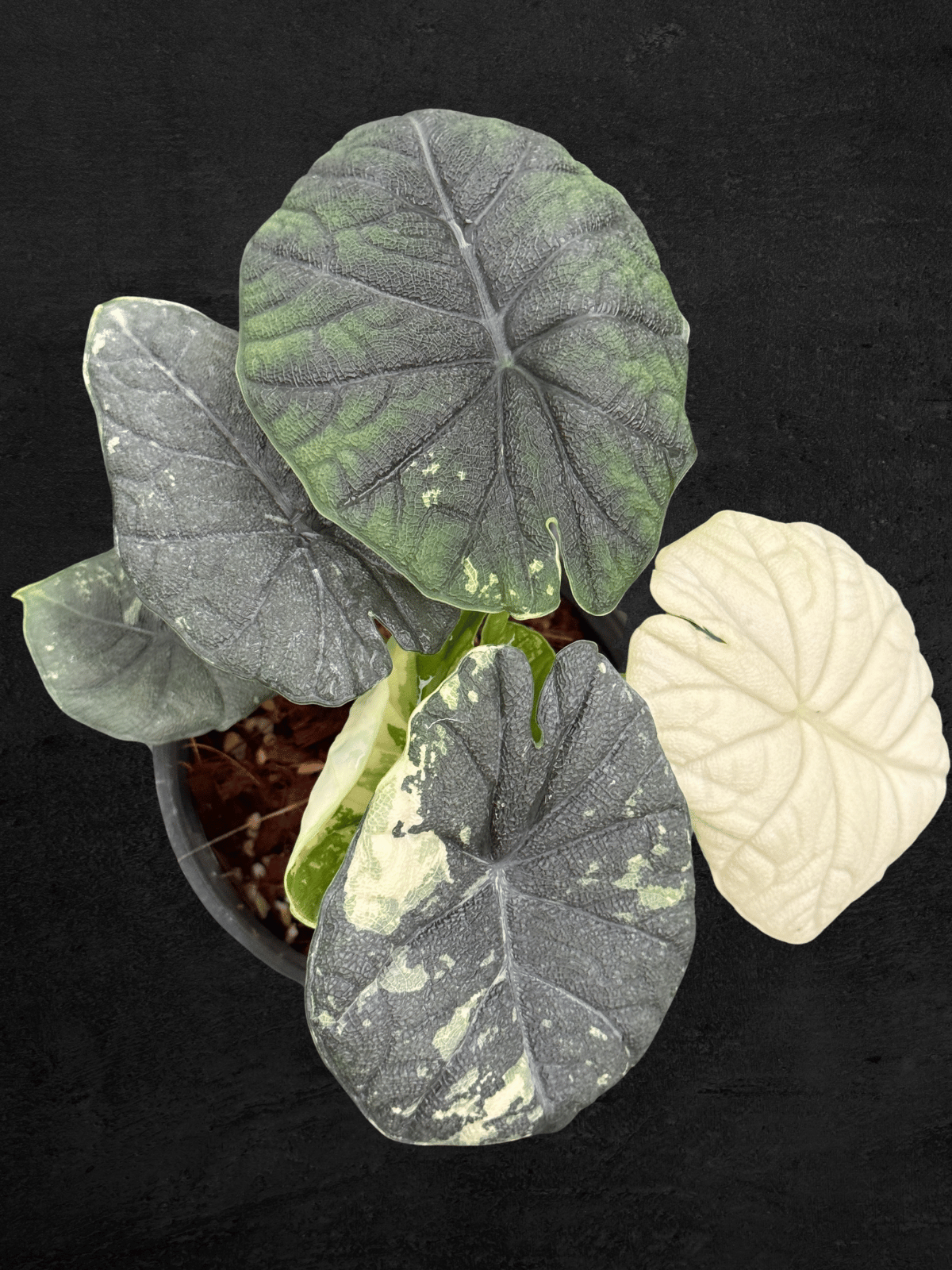 Alocasia Melo Albo Variegated