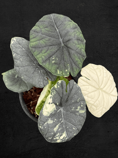 Alocasia Melo Albo Variegated