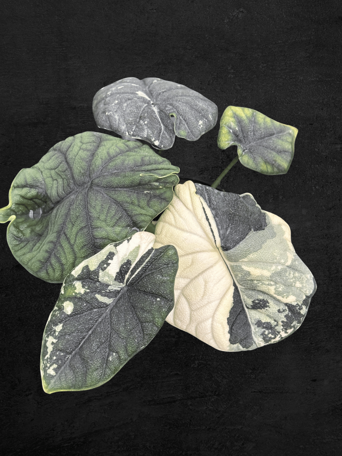 Alocasia Melo Albo Variegated