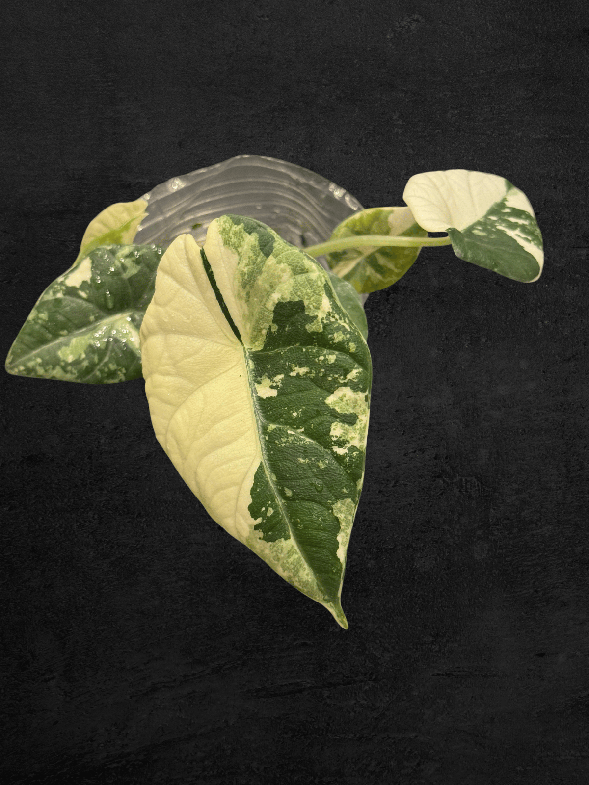 Alocasia Melo Albo Variegated