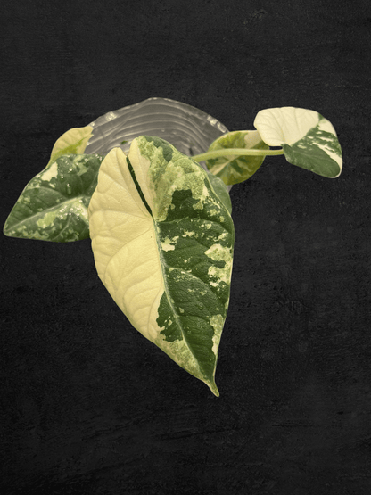 Alocasia Melo Albo Variegated