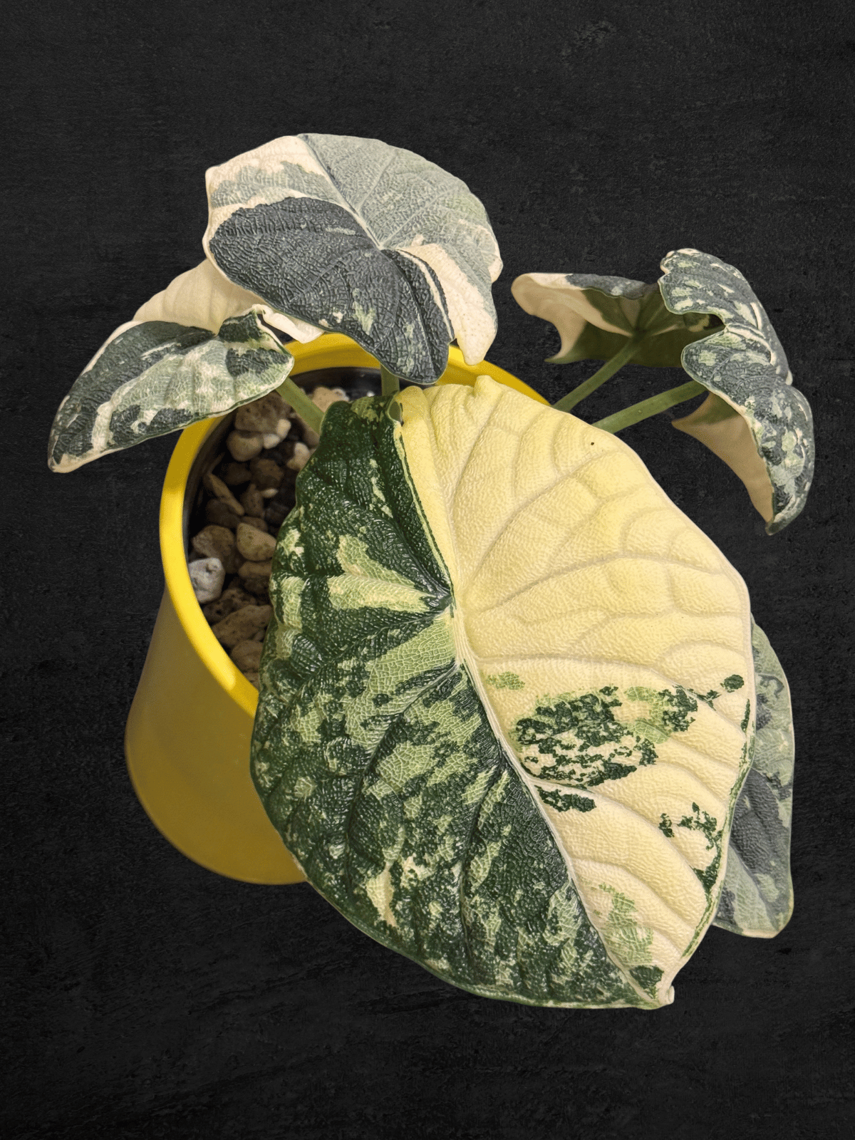Alocasia Melo Albo Variegated
