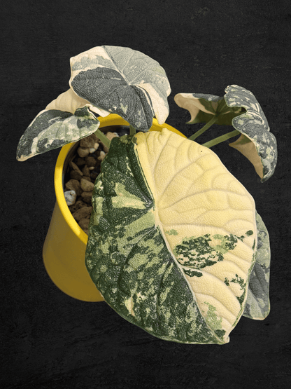 Alocasia Melo Albo Variegated