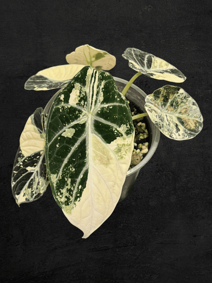 Alocasia Ninja Albo Variegated