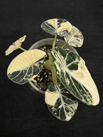 Alocasia Ninja Albo Variegated
