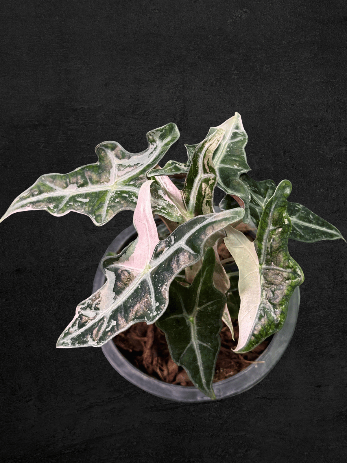 Alocasia Nobilis Pink Variegated