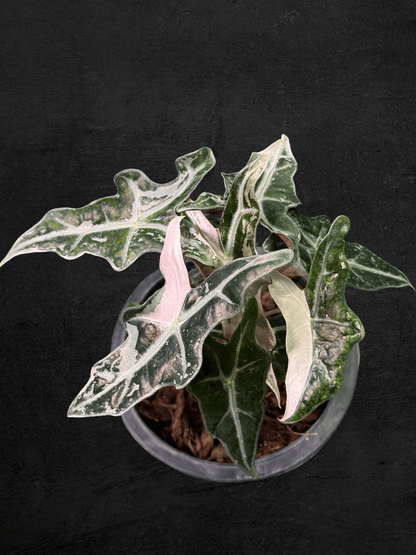 Alocasia Nobilis Pink Variegated
