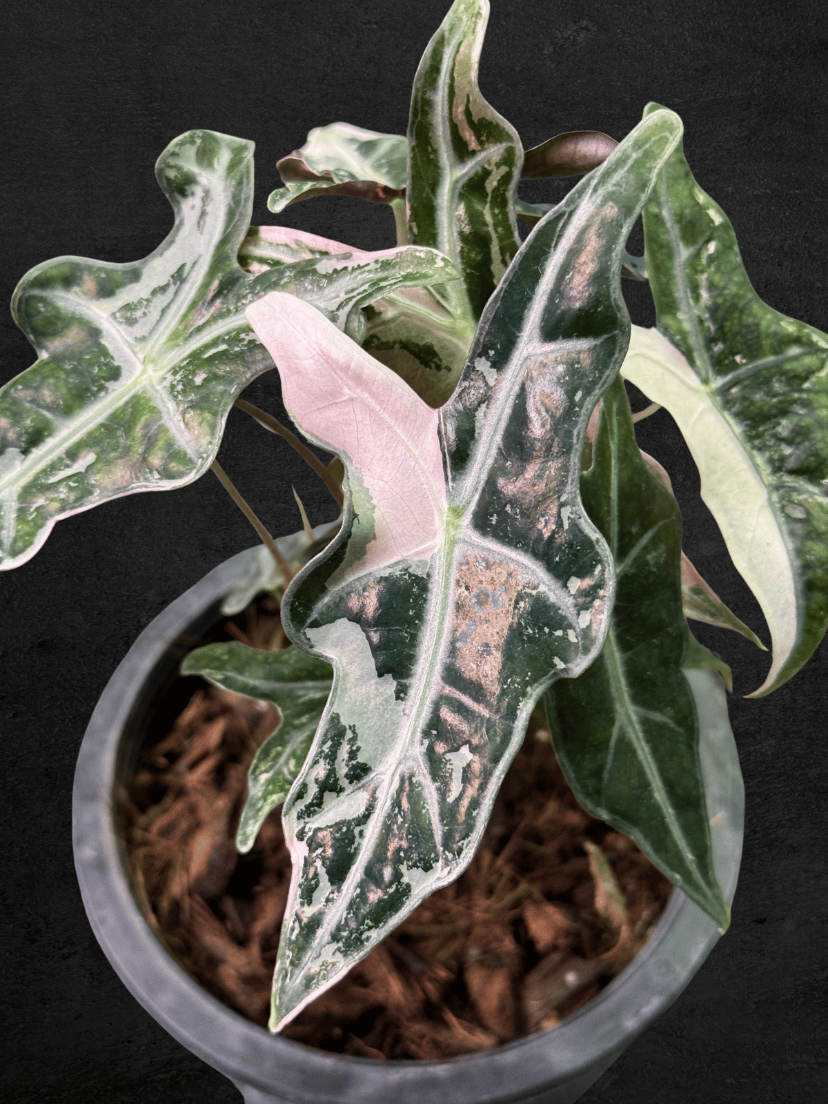 Alocasia Nobilis Pink Variegated