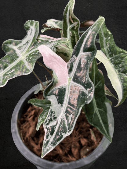 Alocasia Nobilis Pink Variegated
