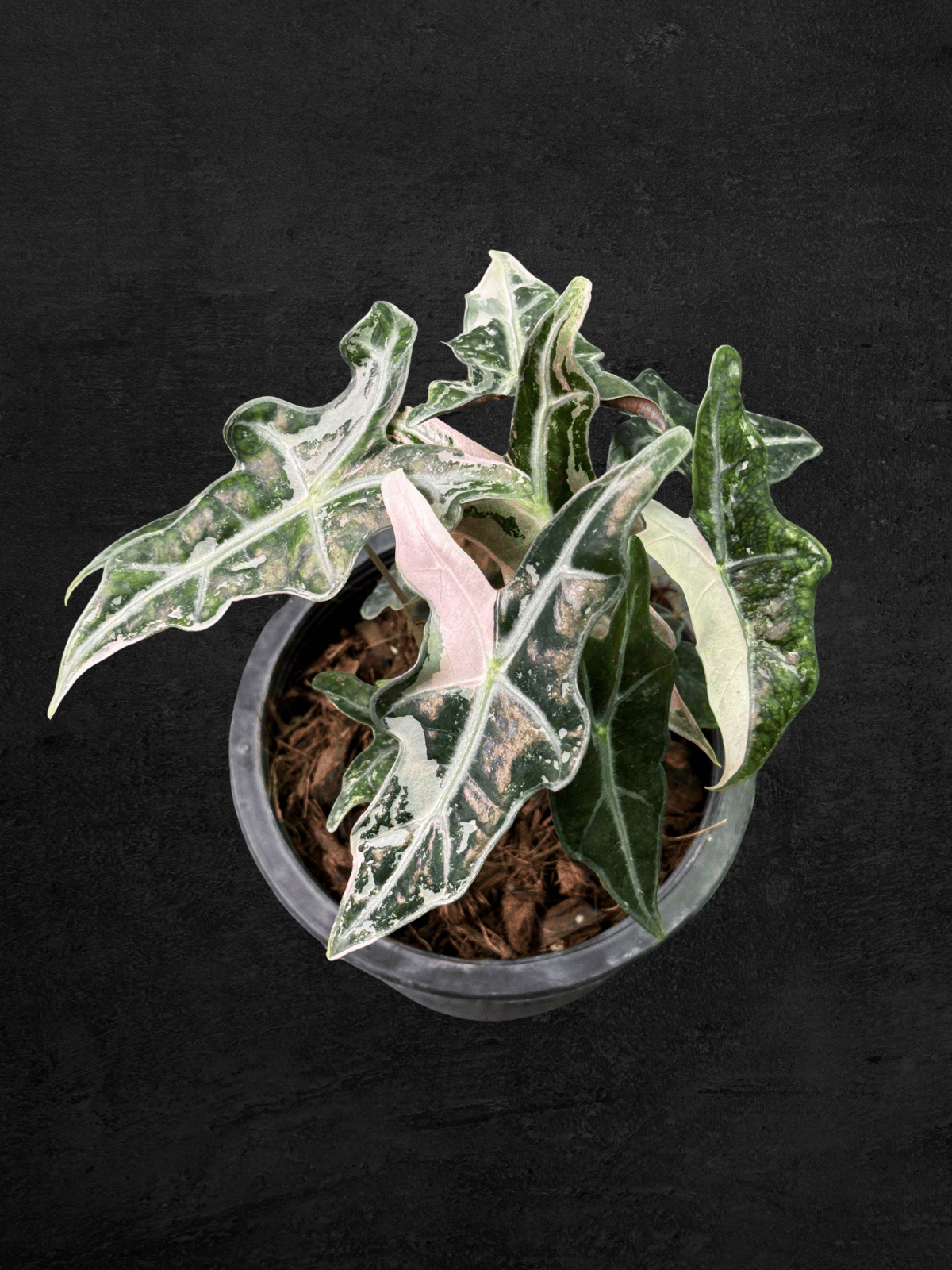 Alocasia Nobilis Pink Variegated