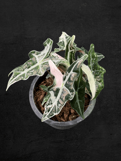Alocasia Nobilis Pink Variegated
