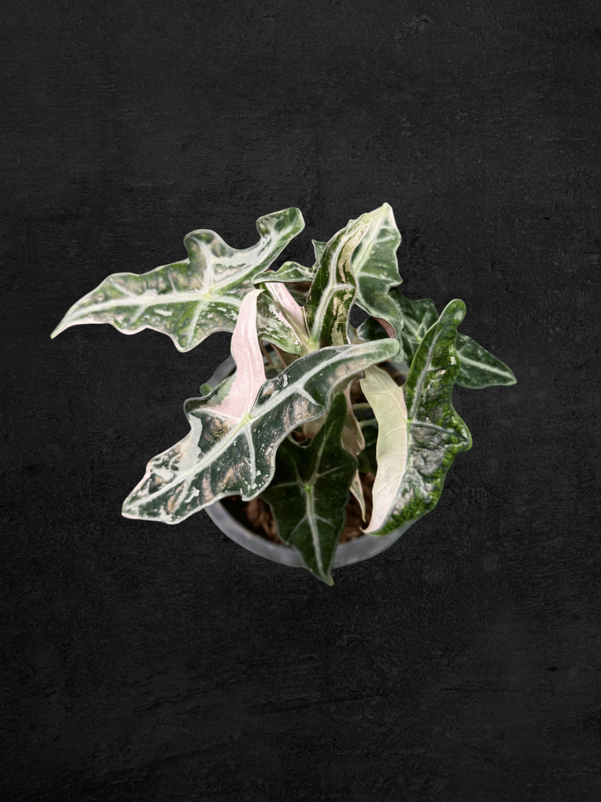 Alocasia Nobilis Pink Variegated