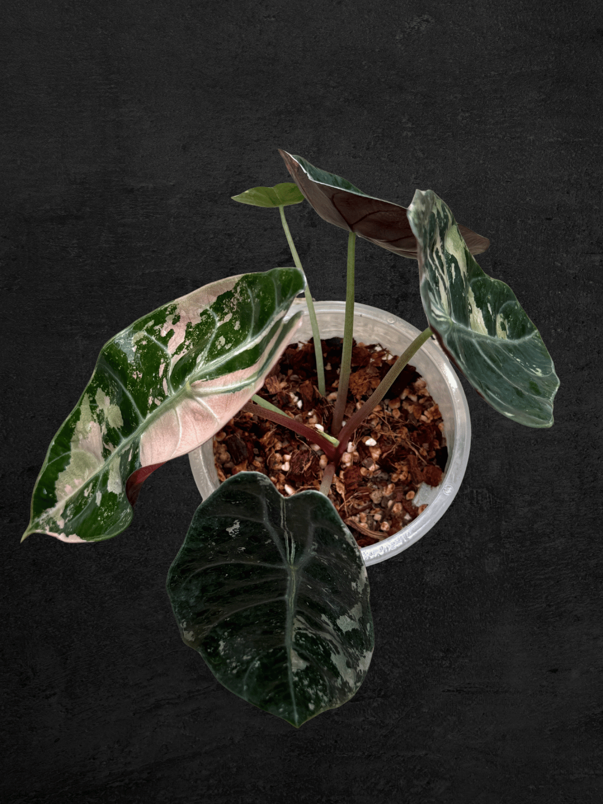 Alocasia Sedenii Pink