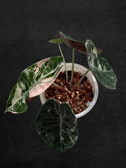 Alocasia Sedenii Pink