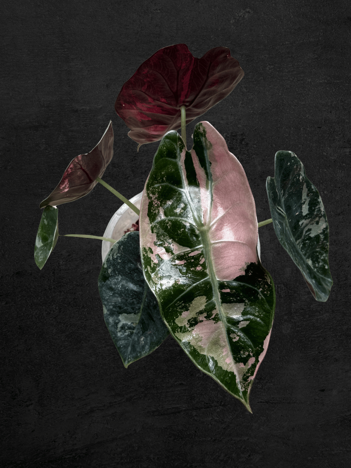 Alocasia Sedenii Pink
