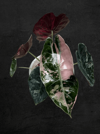 Alocasia Sedenii Pink