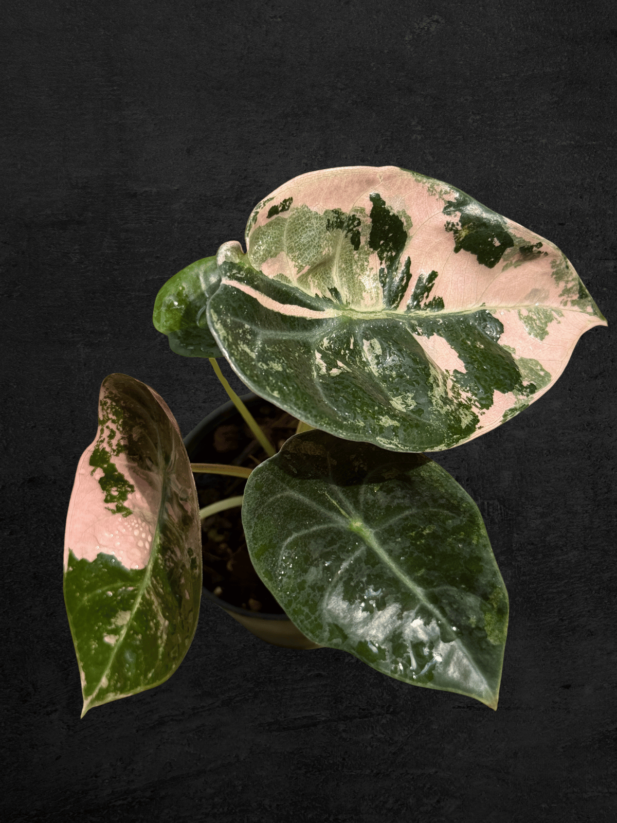Alocasia Sedenii Pink