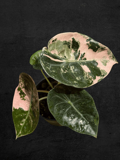 Alocasia Sedenii Pink
