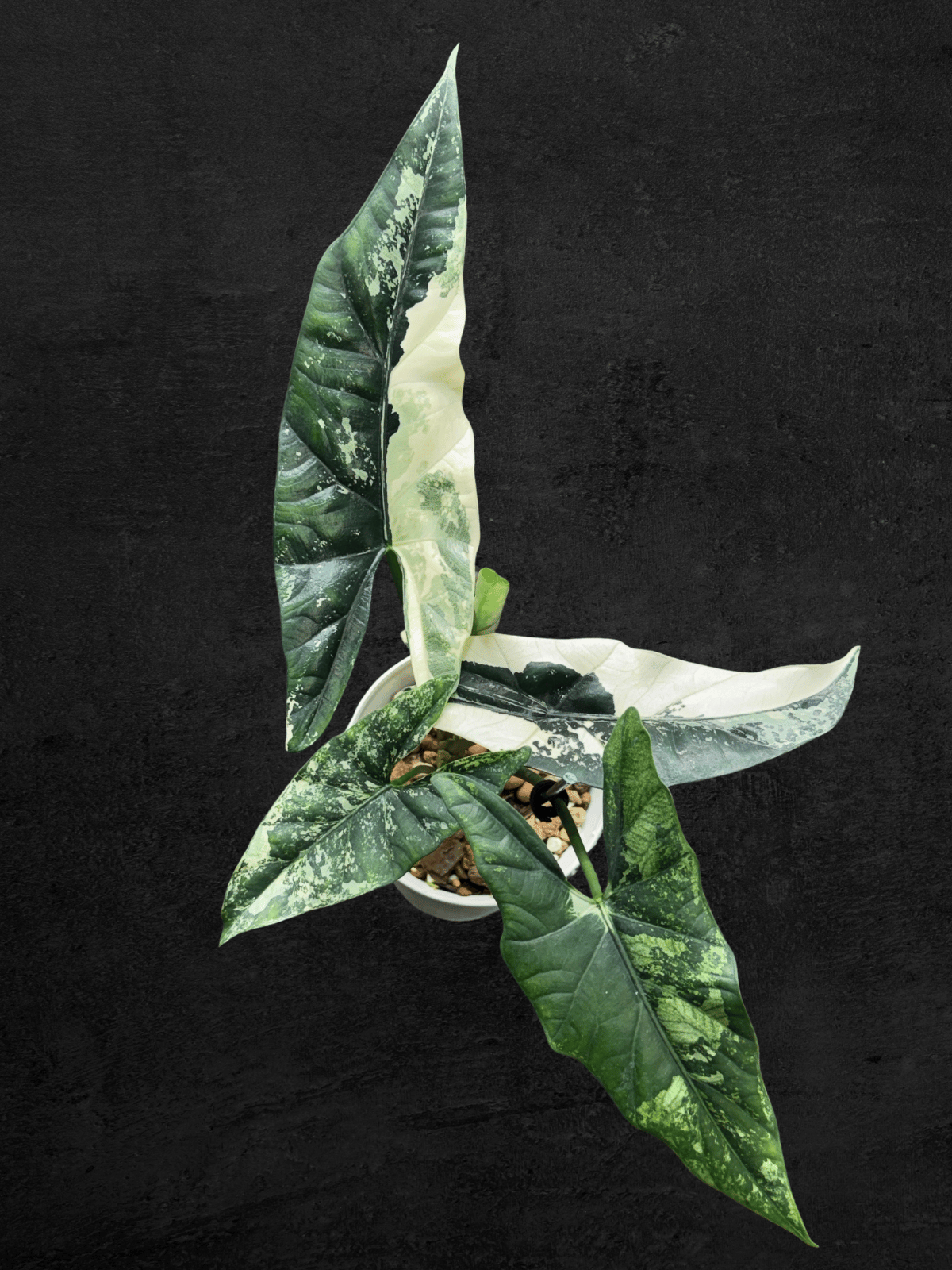 Alocasia Simpo Albo