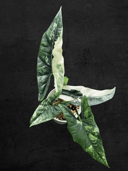 Alocasia Simpo Albo