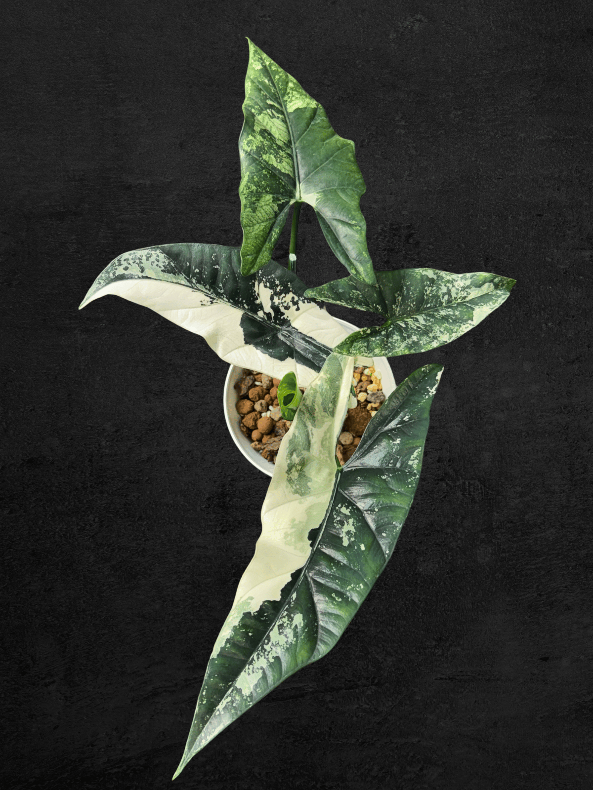 Alocasia Simpo Albo