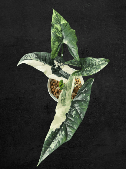 Alocasia Simpo Albo