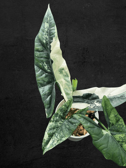 Alocasia Simpo Albo