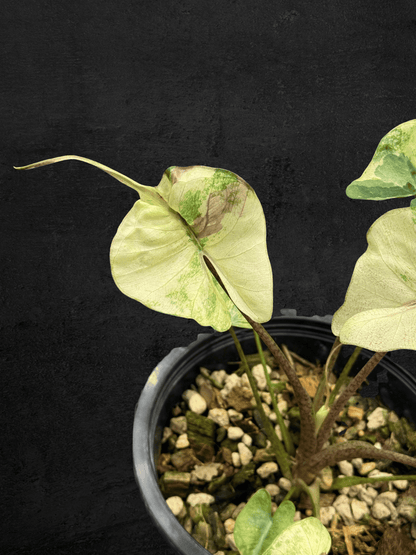 Alocasia Stingray Variegated