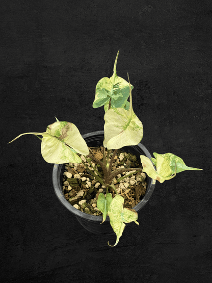 Alocasia Stingray Variegated