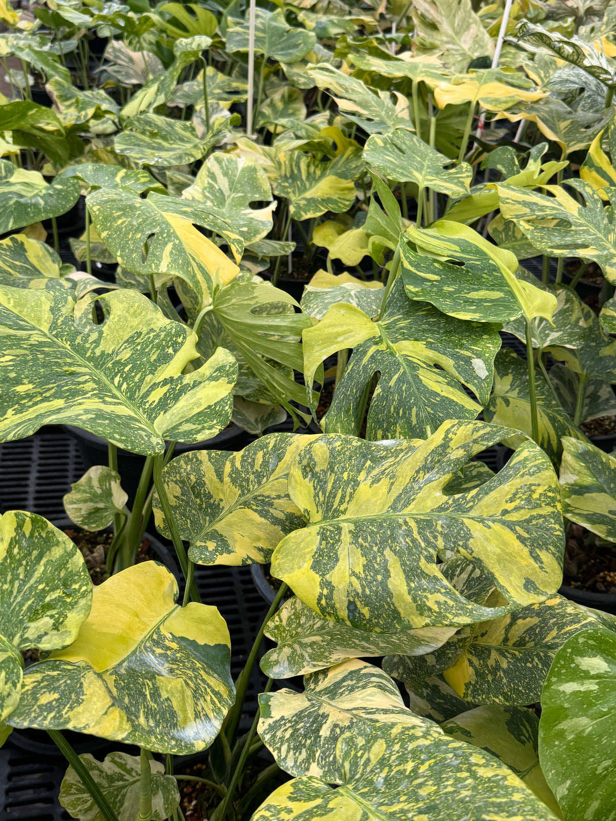 Monstera 'Miracle'