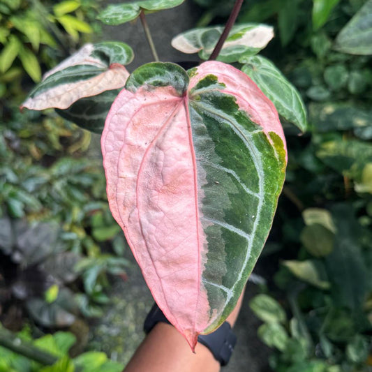 Anthurium Red Crystallinum Variegata Pink