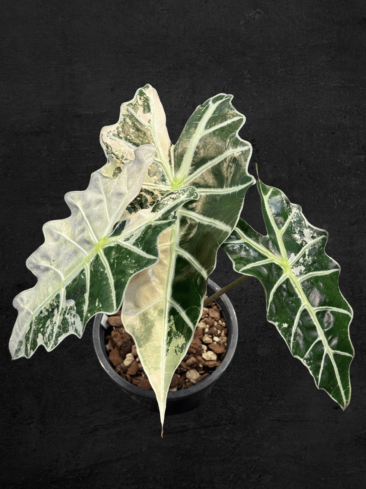 #produAlocasia Amazonica Polly Pinkct_name# - Sarupaning Araceae