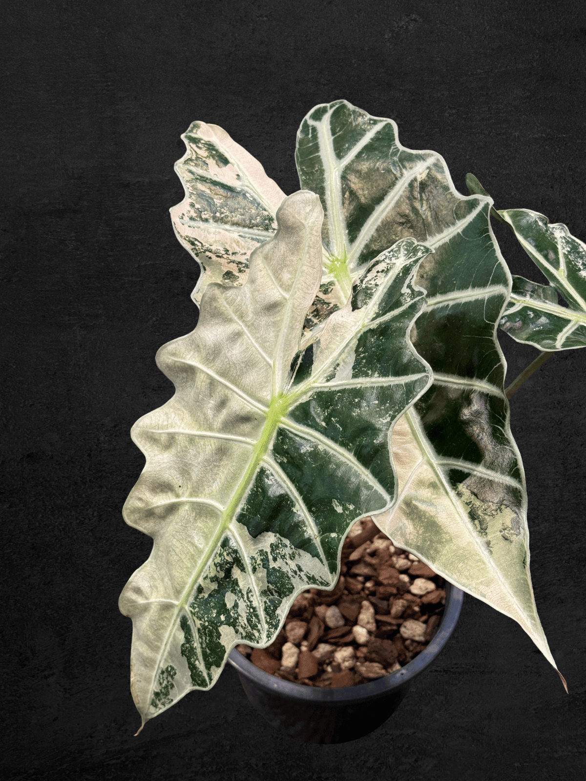 #produAlocasia Amazonica Polly Pinkct_name# - Sarupaning Araceae