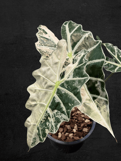 #produAlocasia Amazonica Polly Pinkct_name# - Sarupaning Araceae