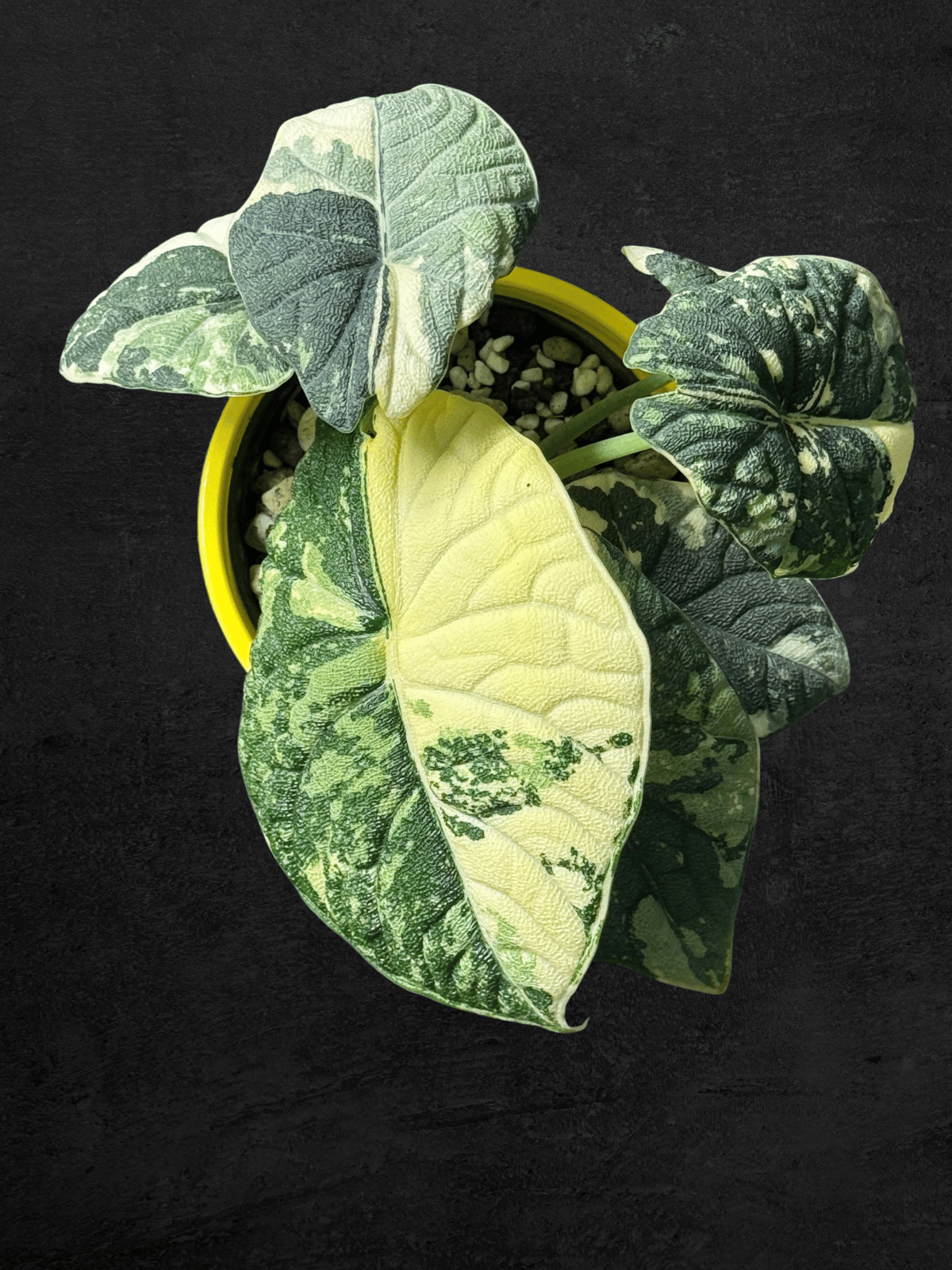 #produAlocasia Melo Albo Variegatedct_name# - Sarupaning Araceae