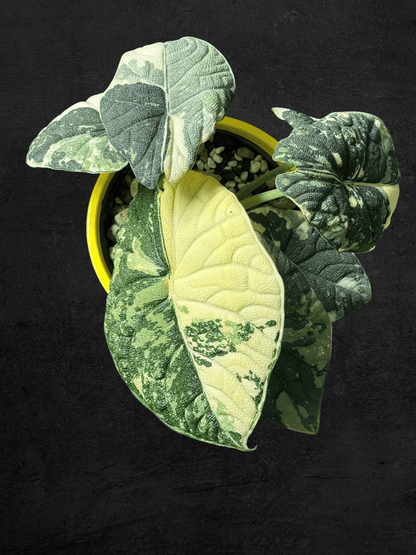 #produAlocasia Melo Albo Variegatedct_name# - Sarupaning Araceae