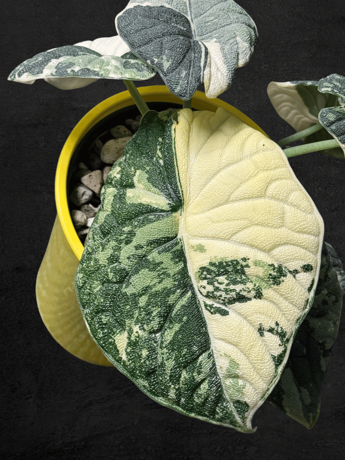 #produAlocasia Melo Albo Variegatedct_name# - Sarupaning Araceae