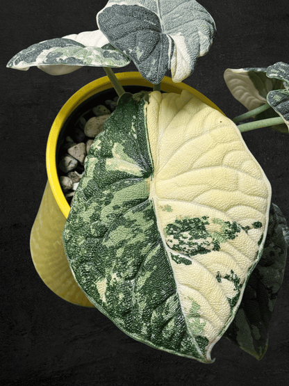 #produAlocasia Melo Albo Variegatedct_name# - Sarupaning Araceae