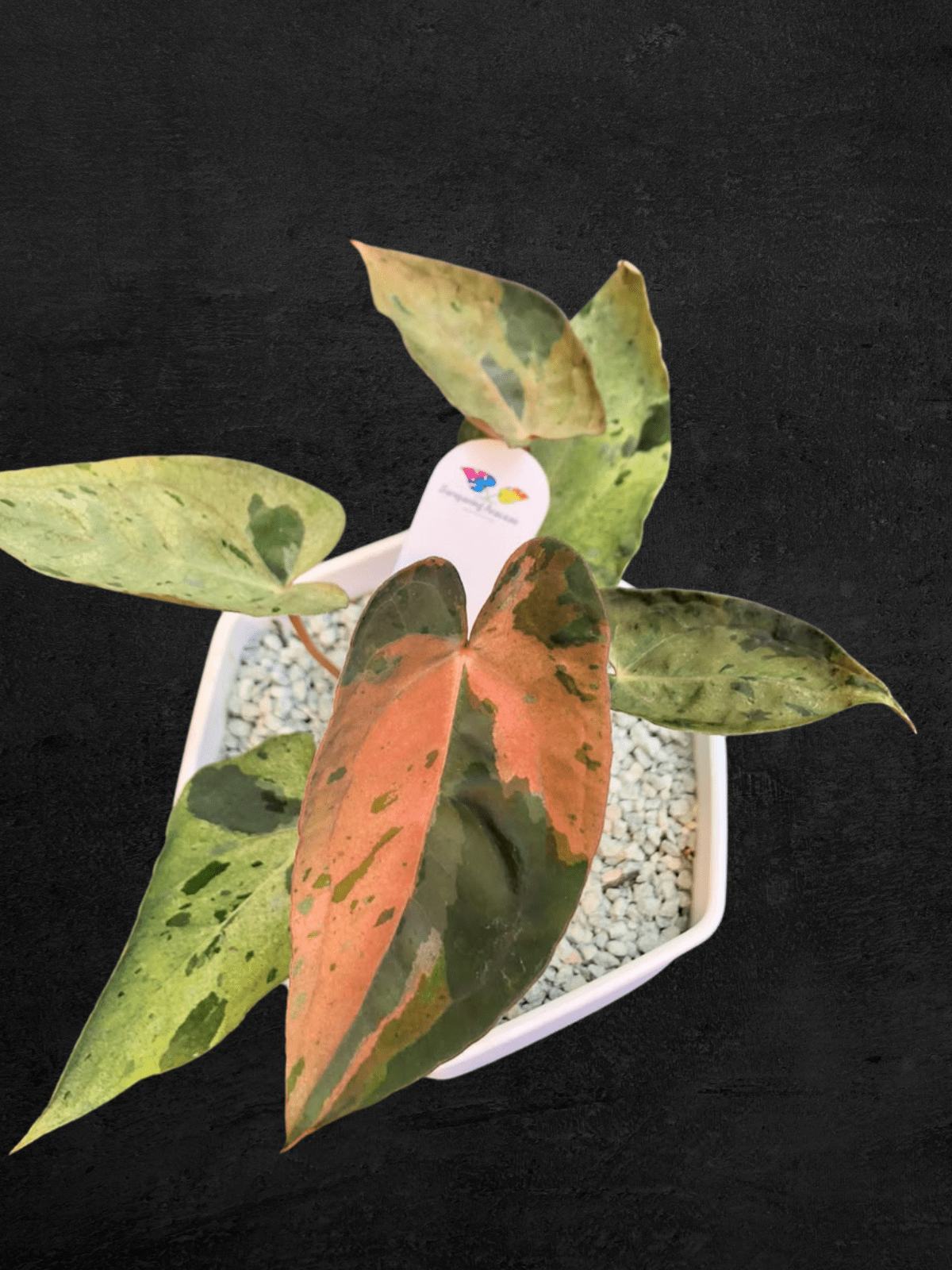 #produAnthurium Chameleonct_name# - Sarupaning Araceae