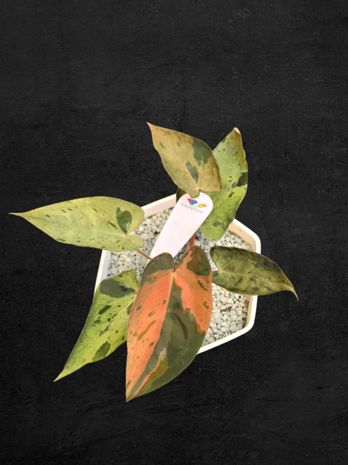 #produAnthurium Chameleonct_name# - Sarupaning Araceae