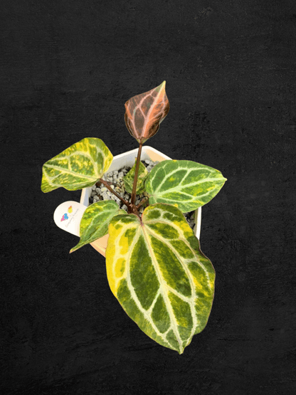 #produAnthurium Forgetii Heinz x Red Chocolatect_name# - Sarupaning Araceae