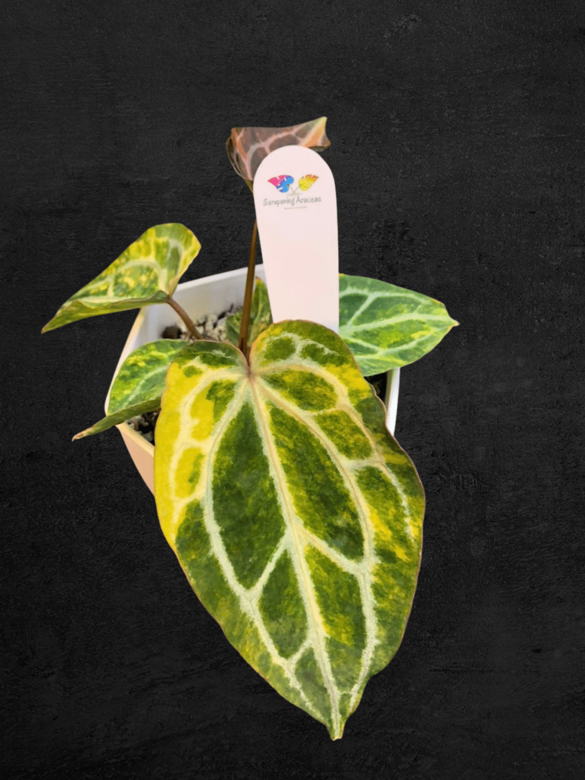 #produAnthurium Forgetii Heinz x Red Chocolatect_name# - Sarupaning Araceae