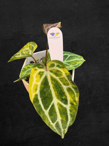 #produAnthurium Forgetii Heinz x Red Chocolatect_name# - Sarupaning Araceae
